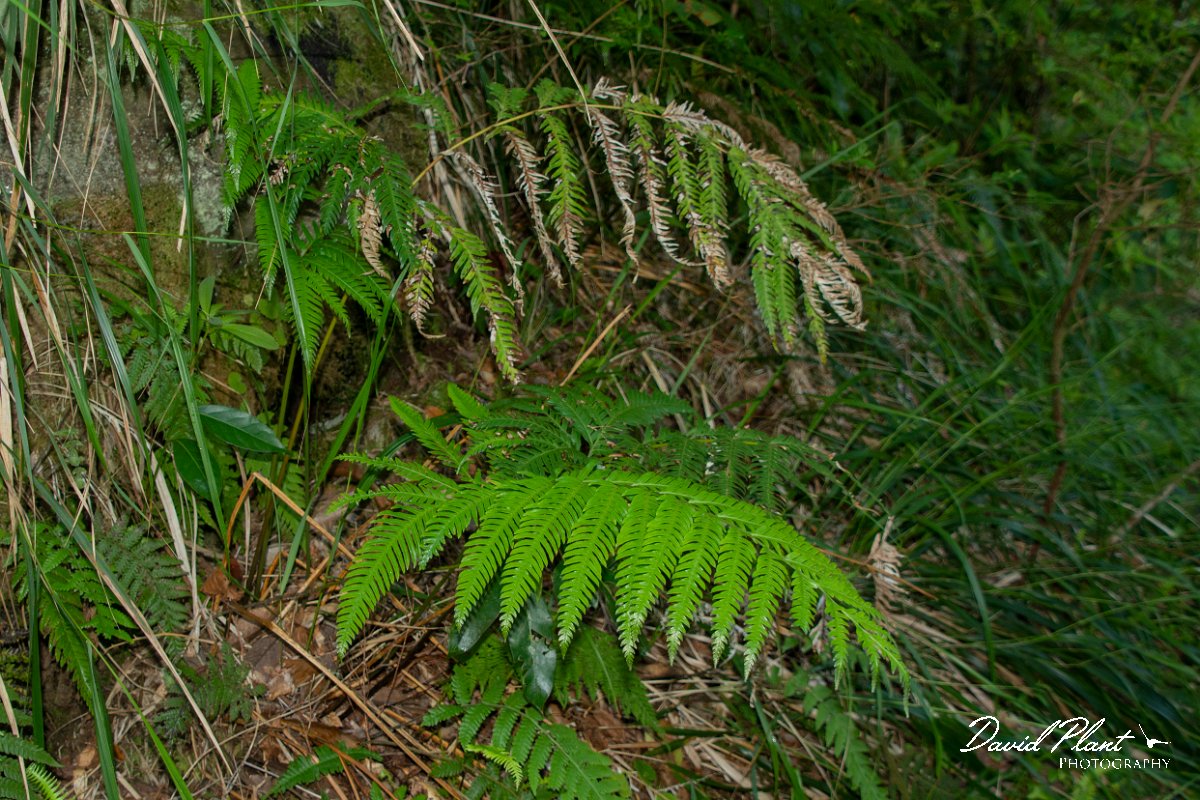 DPPhotography - Maderia - Pteris incompleta - A.jpg - Pteris incompleta - Caldeirao Verde, Madeira