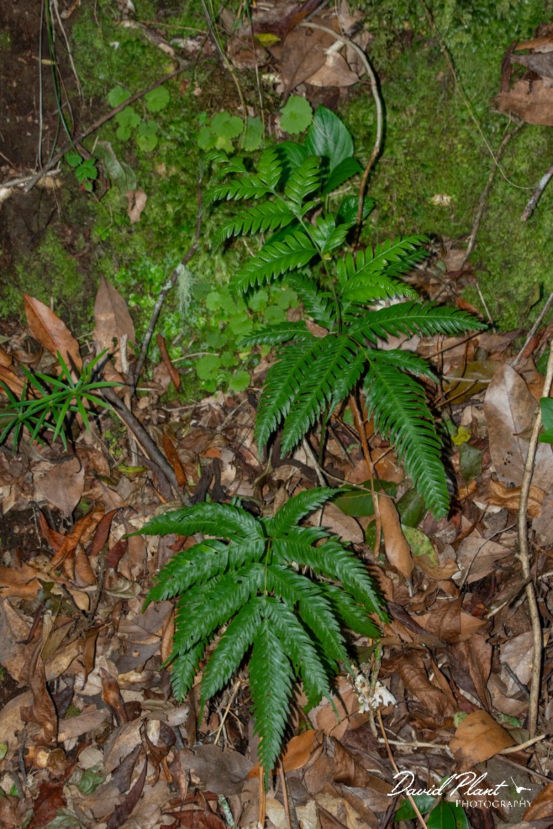 DPPhotography - Maderia - Pteris incompleta - B.jpg - Pteris incompleta - Levada Furado, Madeira