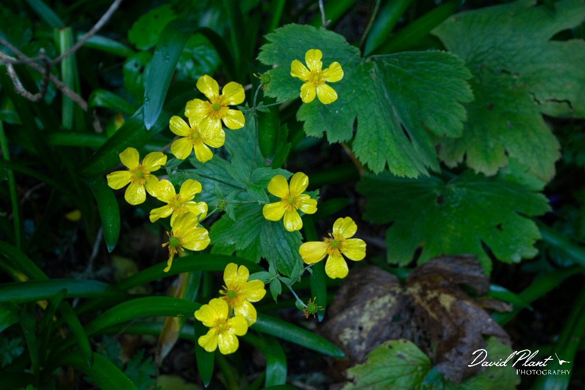 DPPhotography - Maderia - Ranunculus cortusifolius - A.jpg - Ranunculus cortusifolius - Ribeiro Firo, Maderia