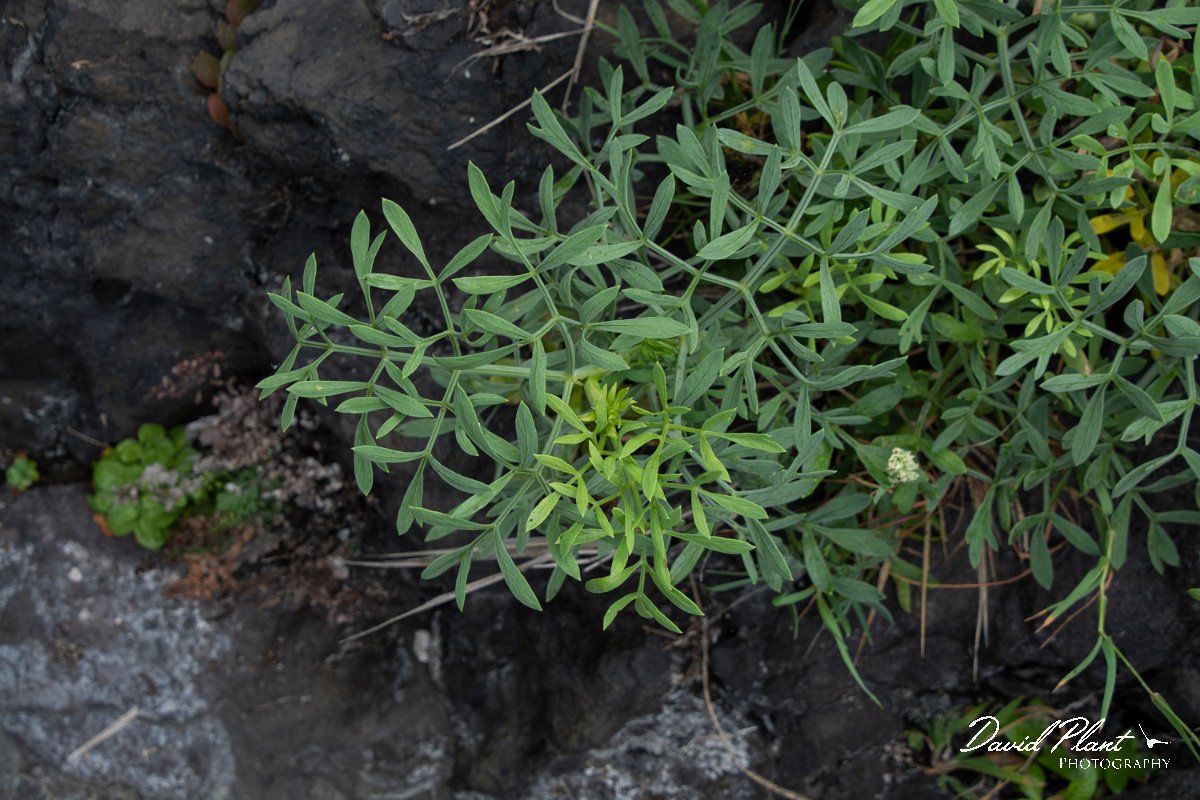 DPPhotography - Maderia - Rock samphire, Crithmum maritimum - A.jpg - Rock samphire, Crithmum maritimum - Seixal area, Madeira