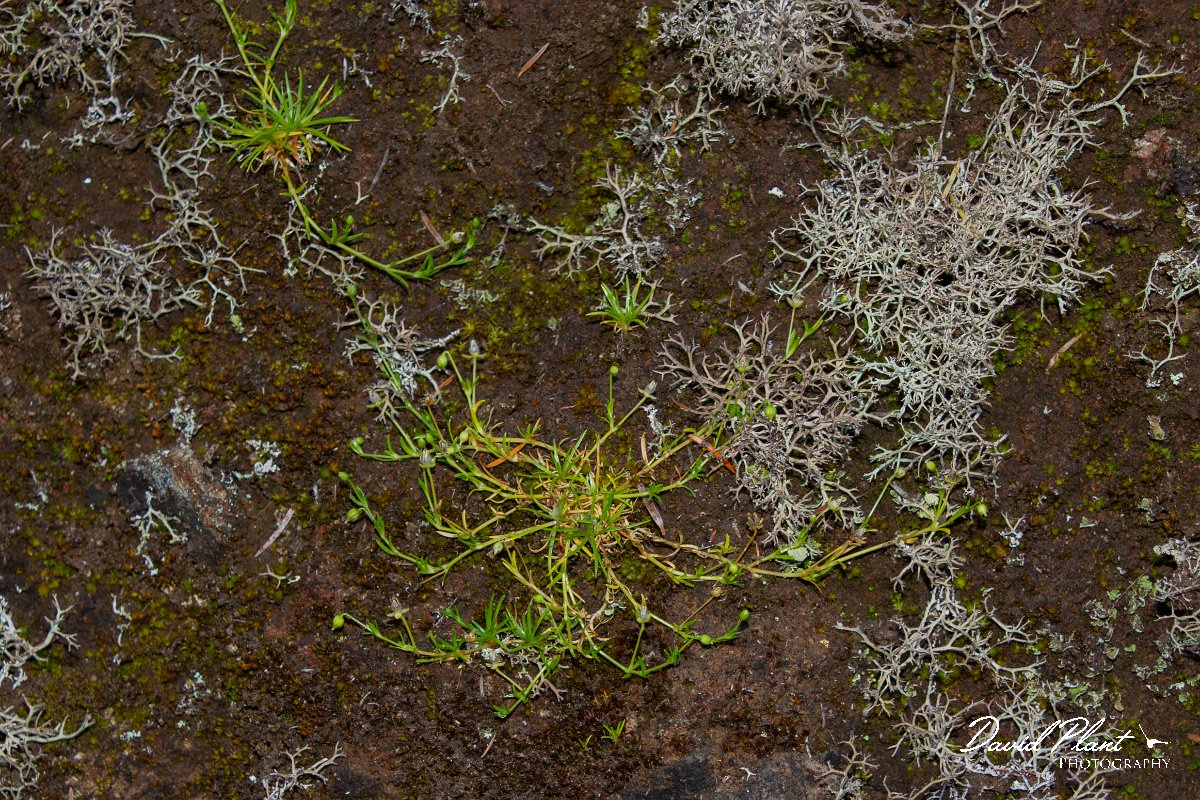 DPPhotography - Maderia - Sagina procumbens - A.jpg - Sagina procumbens - Risco waterfall area, Madeira