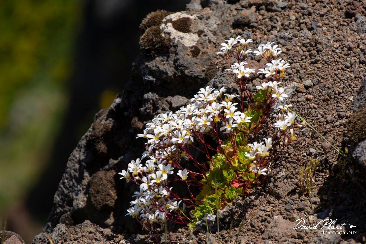 DPPhotography - Maderia - Saxifraga pickeringii - A.jpg - Saxifraga pickeringii - Pico do Ariero, Madeira