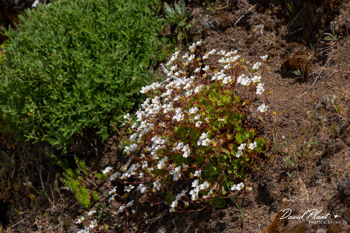 DPPhotography - Maderia - Saxifraga pickeringii - B.jpg - Saxifraga pickeringii - Pico do Ariero, Madeira
