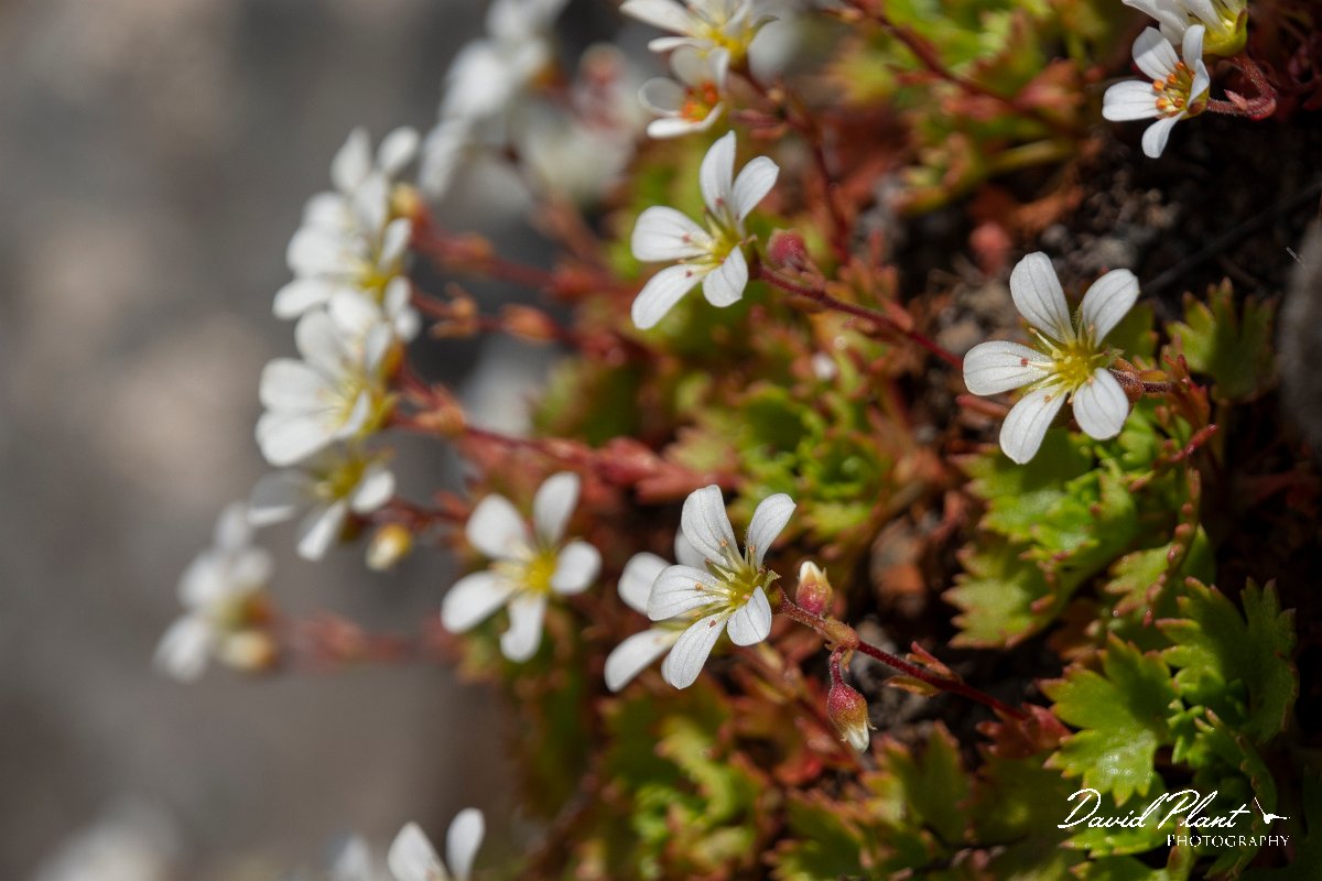 DPPhotography - Maderia - Saxifraga pickeringii - C.jpg - Saxifraga pickeringii - Pico do Ariero, Madeira