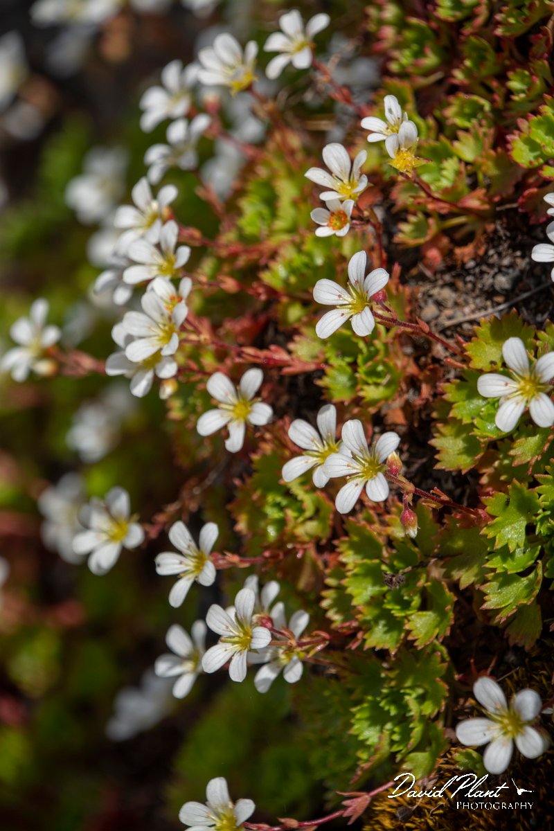 DPPhotography - Maderia - Saxifraga pickeringii - D.jpg - Saxifraga pickeringii - Pico do Ariero, Madeira