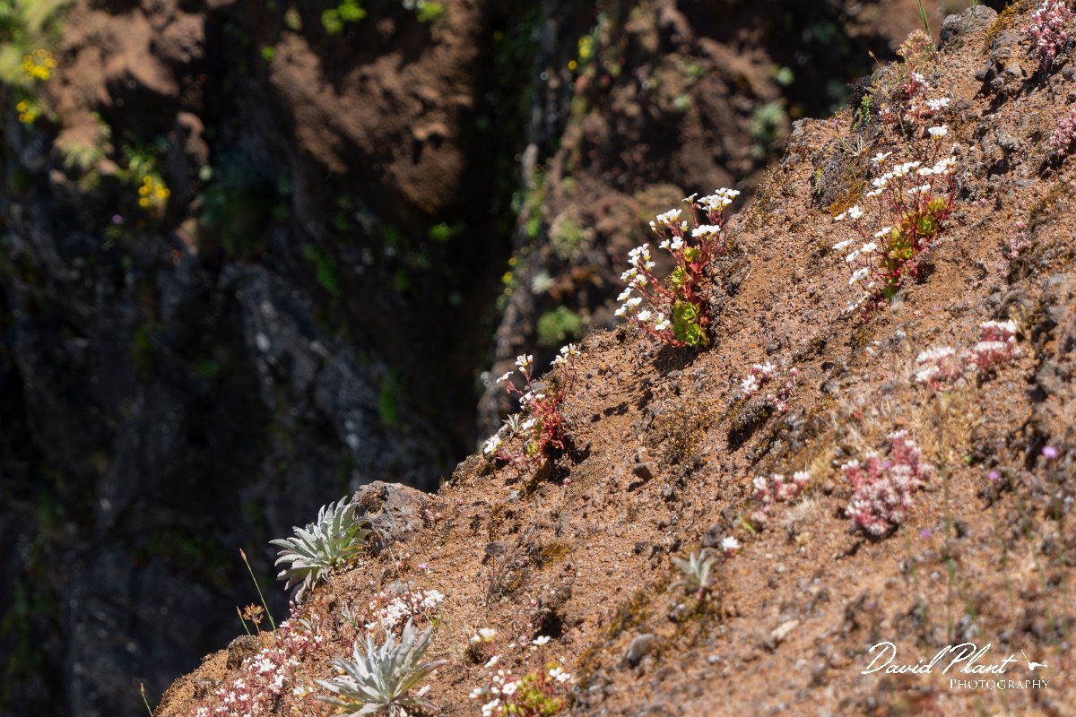 DPPhotography - Maderia - Saxifraga pickeringii - E.jpg - Saxifraga pickeringii - Pico do Ariero, Madeira