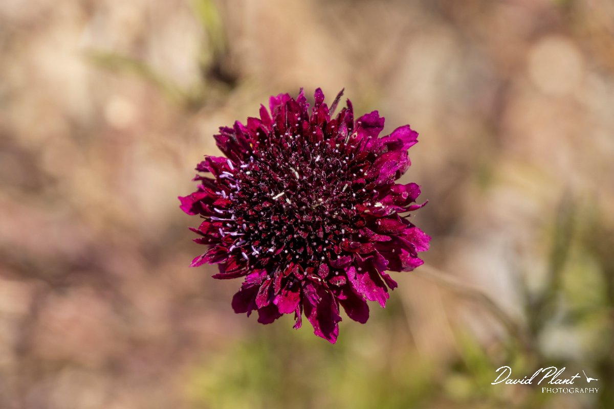 DPPhotography - Maderia - Scabiosa atropurpurea - A.jpg - Scabiosa atropurpurea - Ponta da Pargo lighthouse, Madeira
