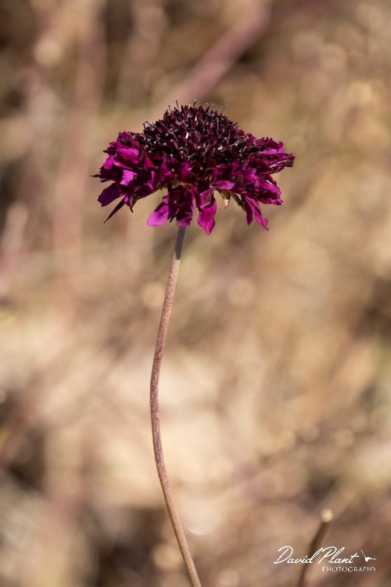 DPPhotography - Maderia - Scabiosa atropurpurea - B.jpg - Scabiosa atropurpurea - Ponta da Pargo lighthouse, Madeira