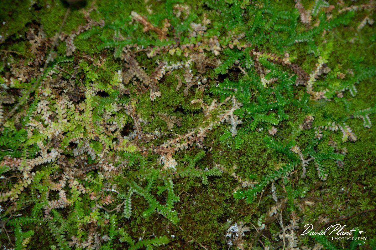 DPPhotography - Maderia - Selaginella denticulata - A.jpg - Selaginella denticulata - Levado Furado, Madeira