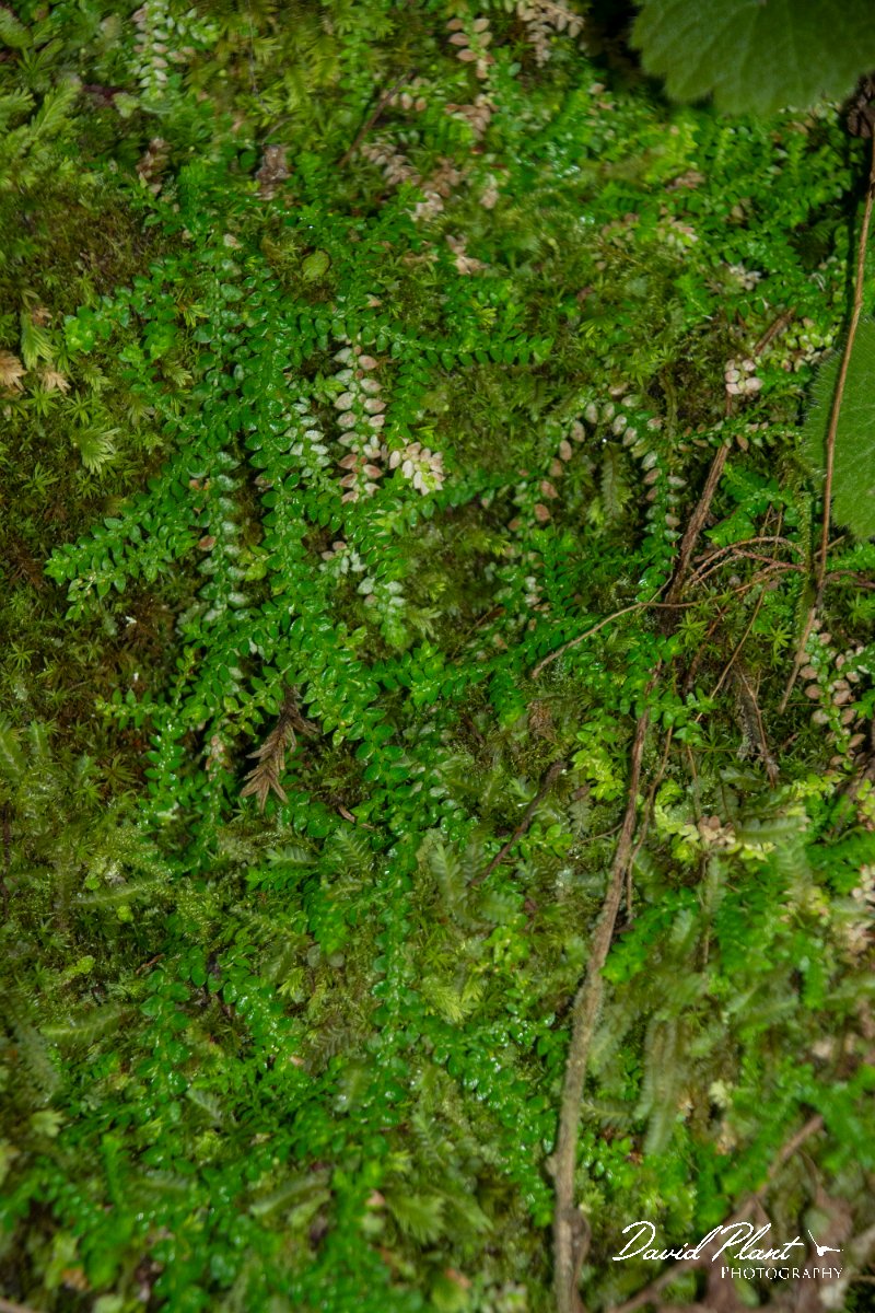 DPPhotography - Maderia - Selaginella denticulata - B.jpg - Selaginella denticulata - Levado Furado, Madeira
