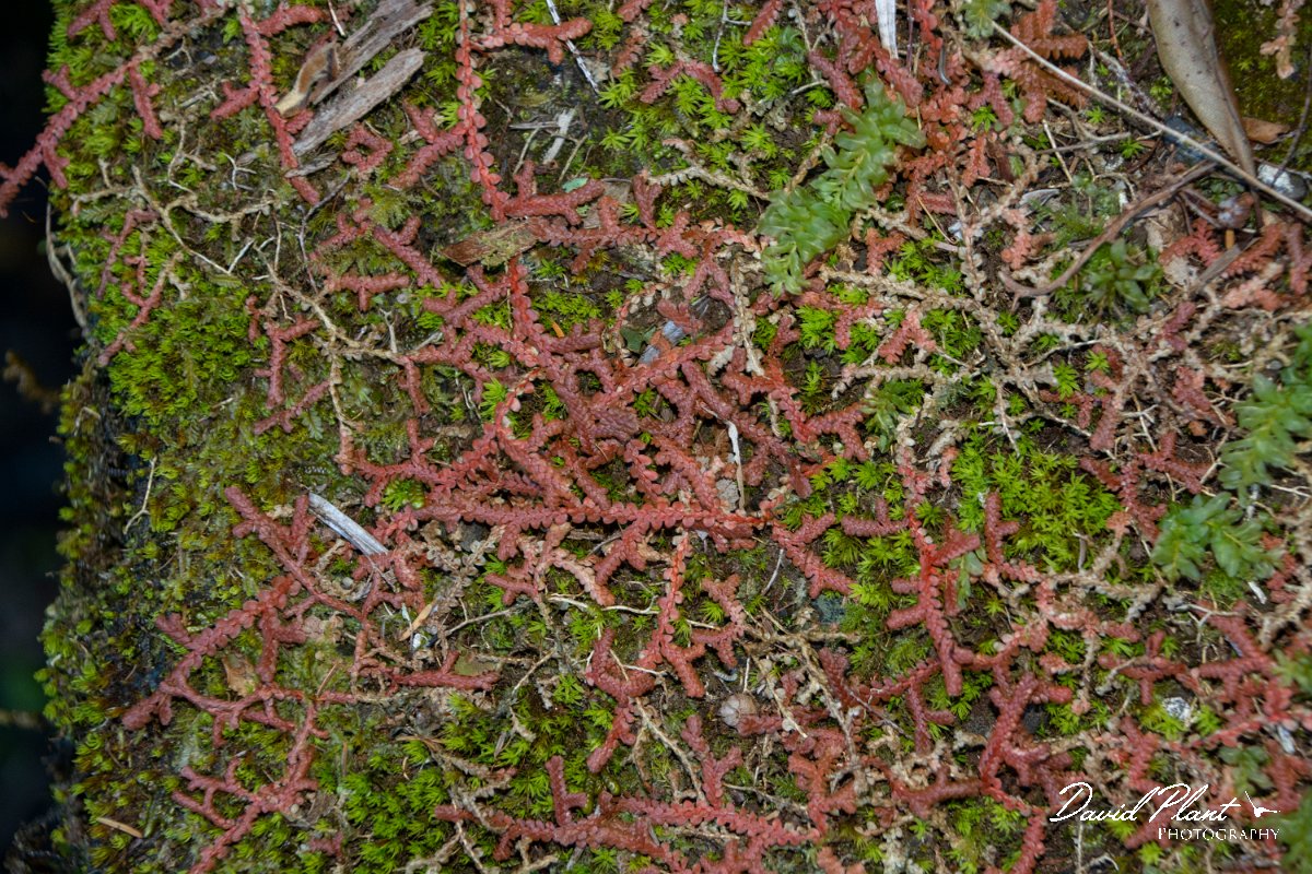 DPPhotography - Maderia - Selaginella denticulata - C.jpg - Selaginella denticulata - Levado Furado, Madeira