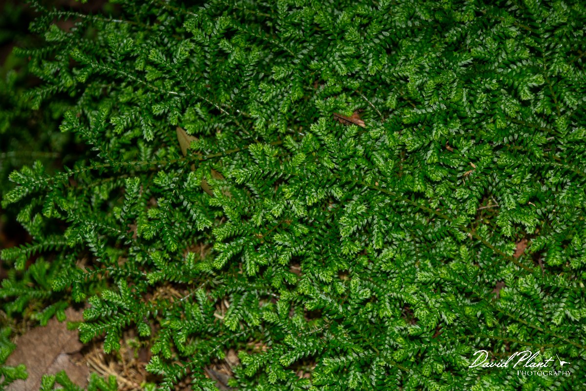 DPPhotography - Maderia - Selaginella denticulata - D.jpg - Selaginella denticulata - Levado Furado, Madeira