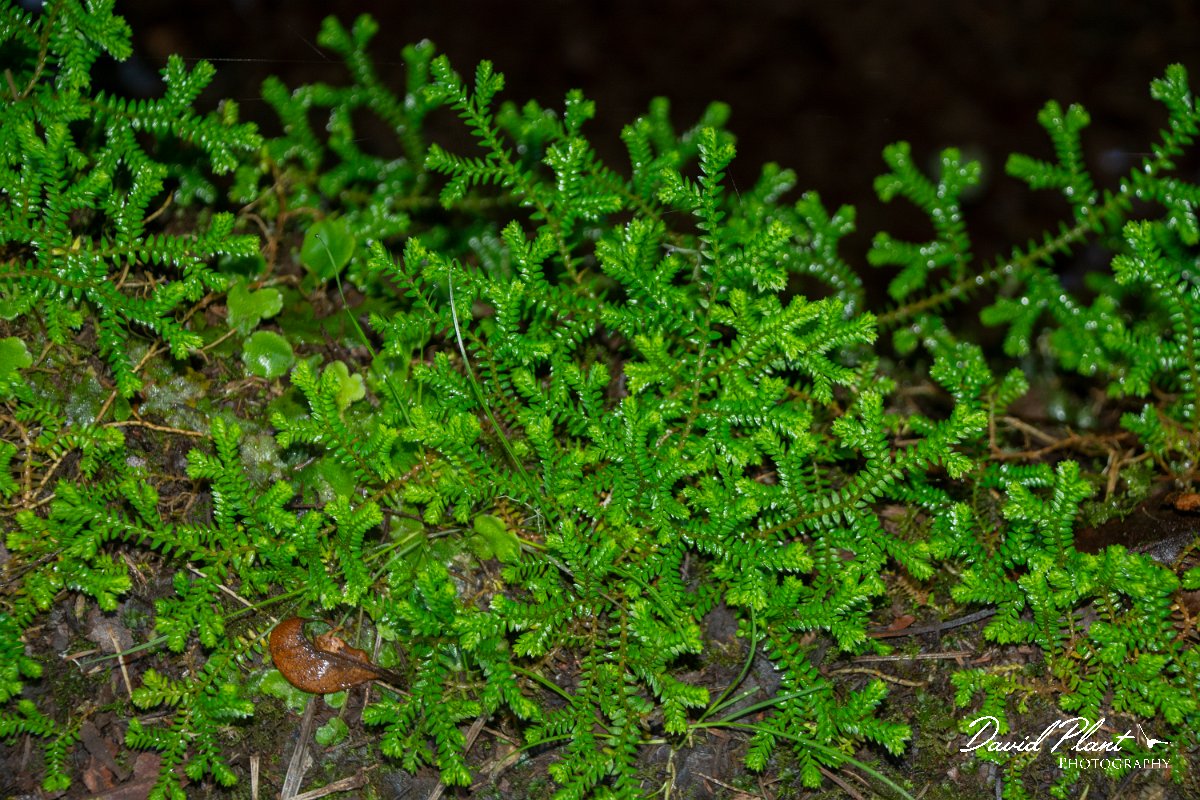 DPPhotography - Maderia - Selaginella denticulata - E.jpg - Selaginella denticulata - Caldeirao Verde, Madeira
