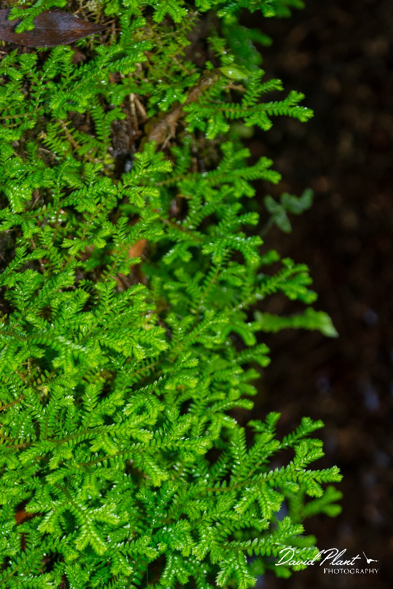 DPPhotography - Maderia - Selaginella denticulata - F.jpg - Selaginella denticulata - Caldeirao Verde, Madeira
