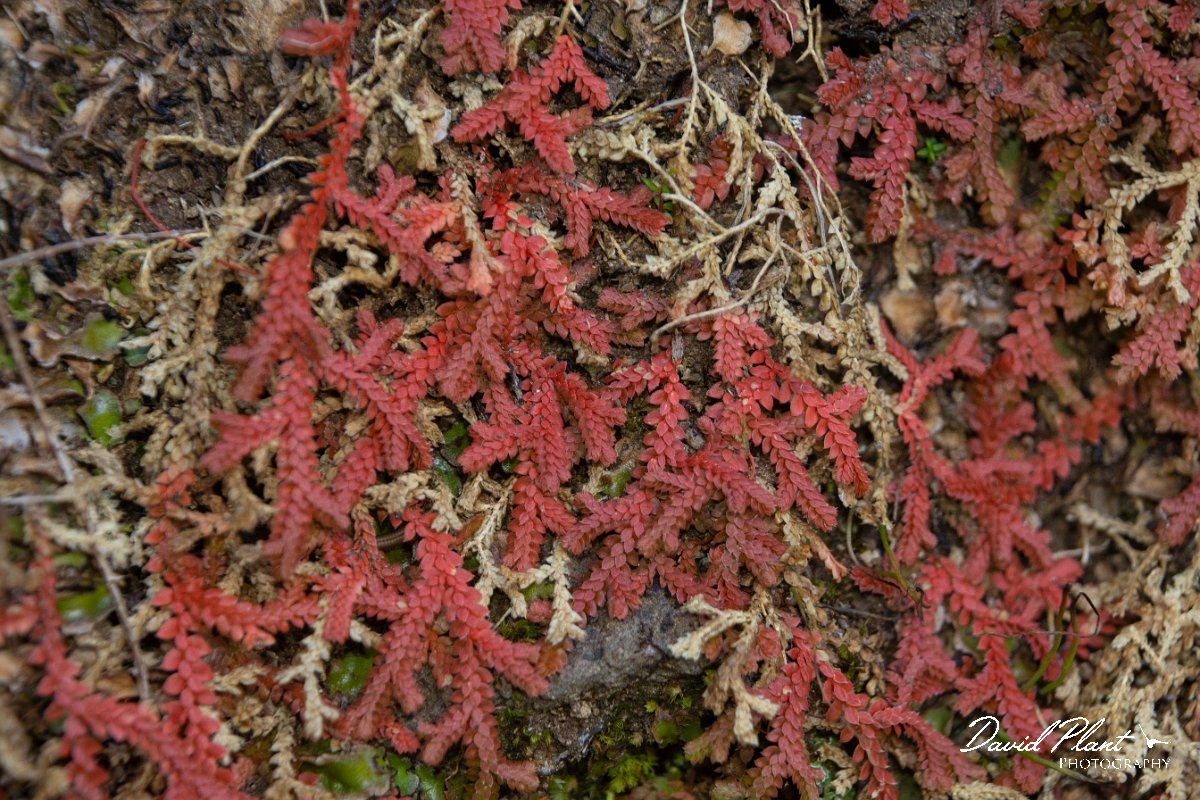 DPPhotography - Maderia - Selaginella denticulata - G.jpg - Selaginella denticulata - Levada do Notre, Madeira