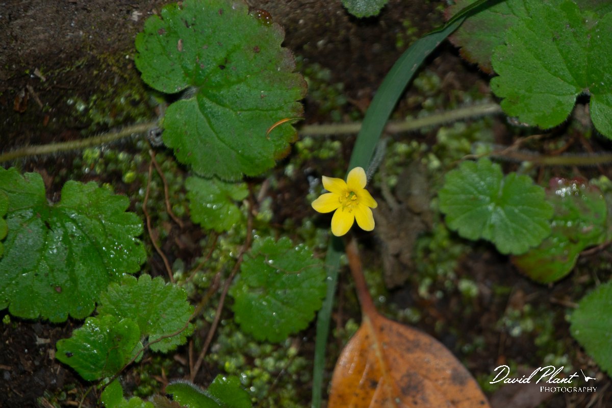 DPPhotography - Maderia - Sibthorpia peregrine, Madeira Moneywort - A.jpg - Sibthorpia peregrine, Madeira Moneywort - Levada Furado, Madeira