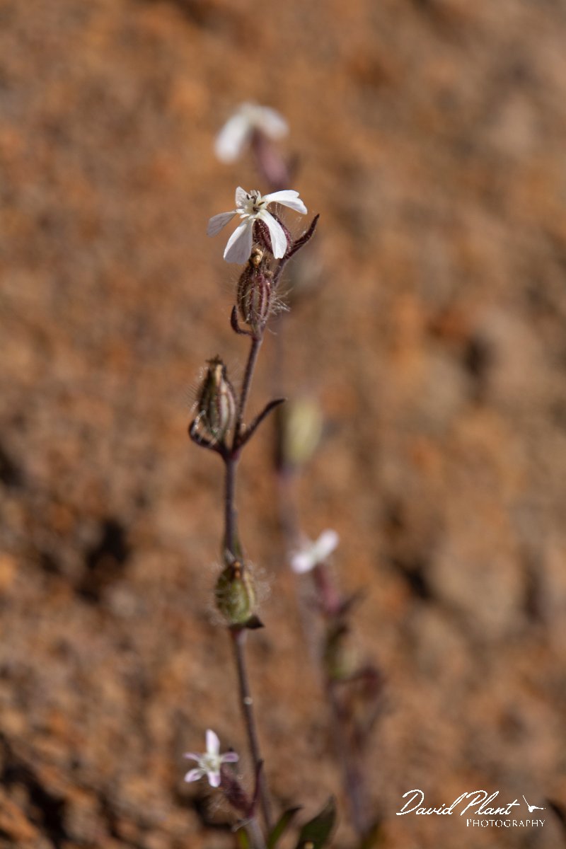 DPPhotography - Maderia - Silene gallica - B.jpg - Silene gallica - Pico do Ariero, Madeira
