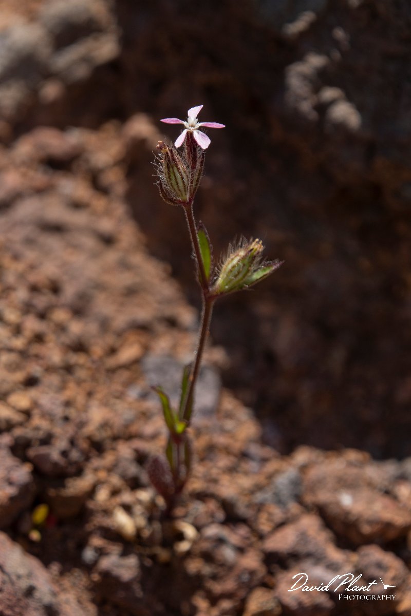 DPPhotography - Maderia - Silene gallica - C.jpg - Silene gallica - Pico do Ariero, Madeira