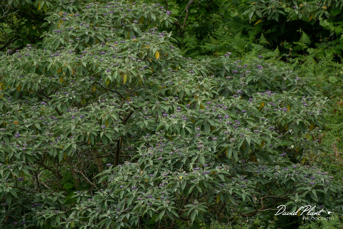DPPhotography - Maderia - Solanum mauritianum - A.jpg - Solanum mauritianum - Ribeira da Janela, Madeira