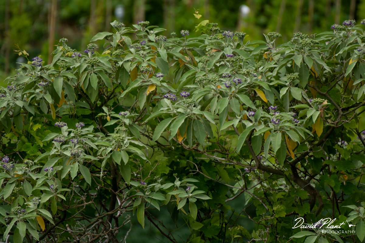 DPPhotography - Maderia - Solanum mauritianum - B.jpg - Solanum mauritianum - Ribeira da Janela, Madeira