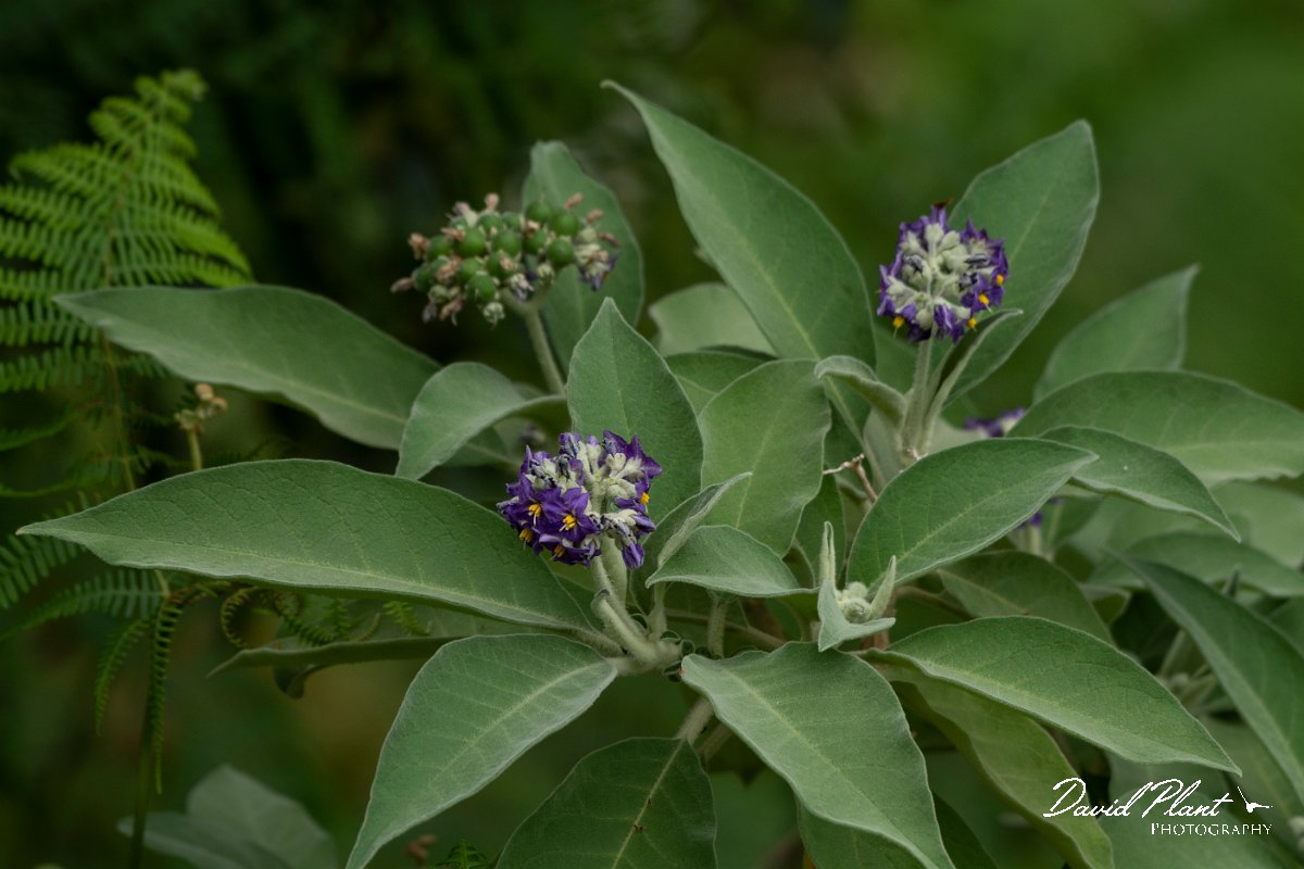 DPPhotography - Maderia - Solanum mauritianum - C.jpg - Solanum mauritianum - Ribeira da Janela, Madeira