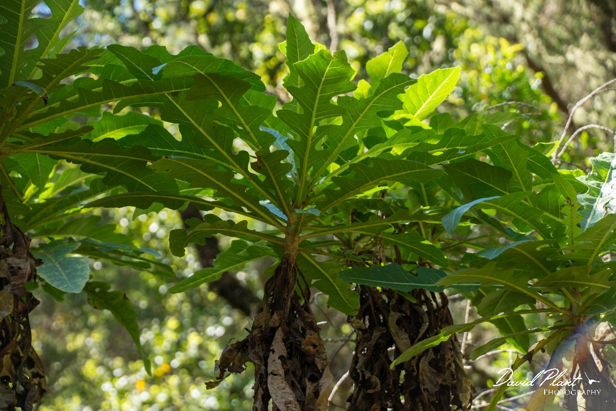 DPPhotography - Maderia - Sonchus fruticosus - A.jpg - Sonchus fruticosus - Risco waterfall area, Madeira