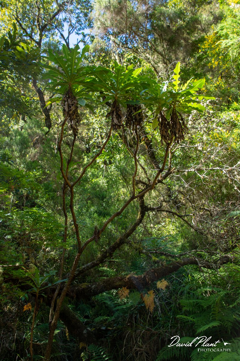 DPPhotography - Maderia - Sonchus fruticosus - B.jpg - Sonchus fruticosus - Risco waterfall area, Madeira