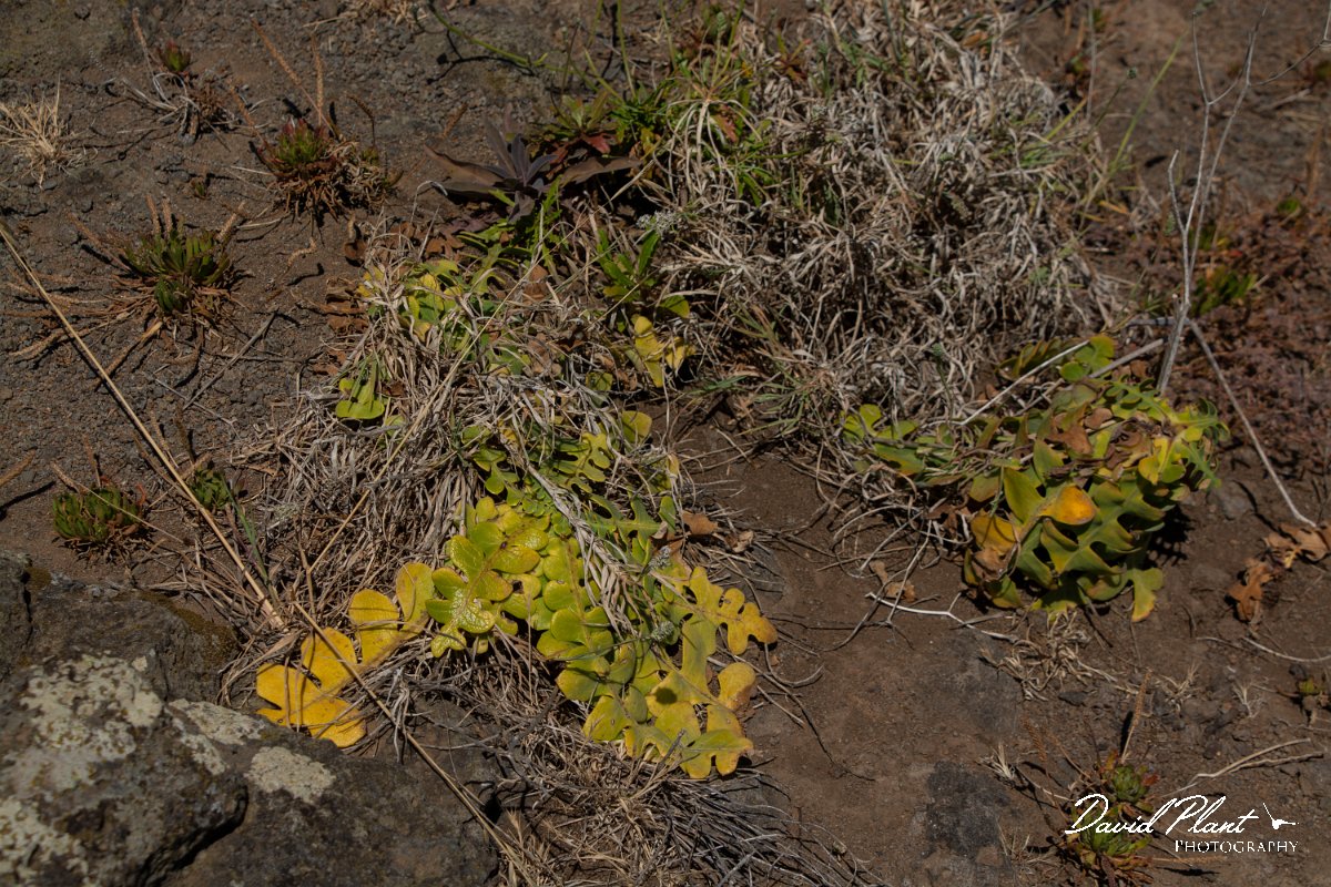 DPPhotography - Maderia - Sonchus ustulatus subsp maderensis - A.jpg - Sonchus ustulatus subsp maderensis - Faial viewpoint, Madeira
