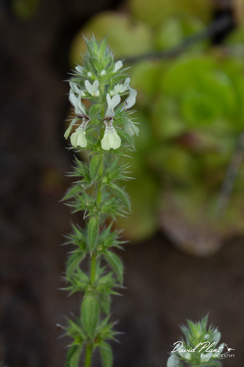 DPPhotography - Maderia - Stachys ocymastrum - A.jpg - Stachys ocymastrum - Levada do Notre, Madeira