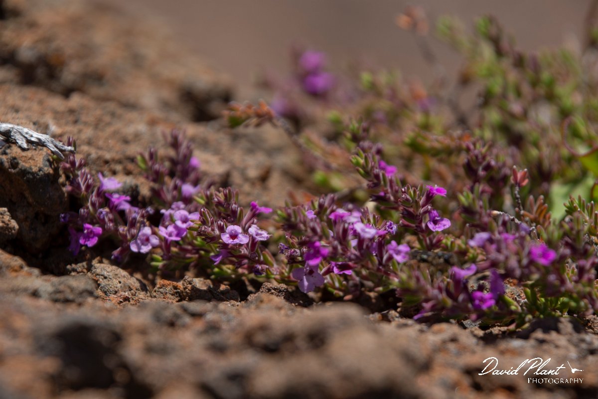 DPPhotography - Maderia - Thymus micans - A.jpg - Thymus micans - Pico do Ariero, Madeira