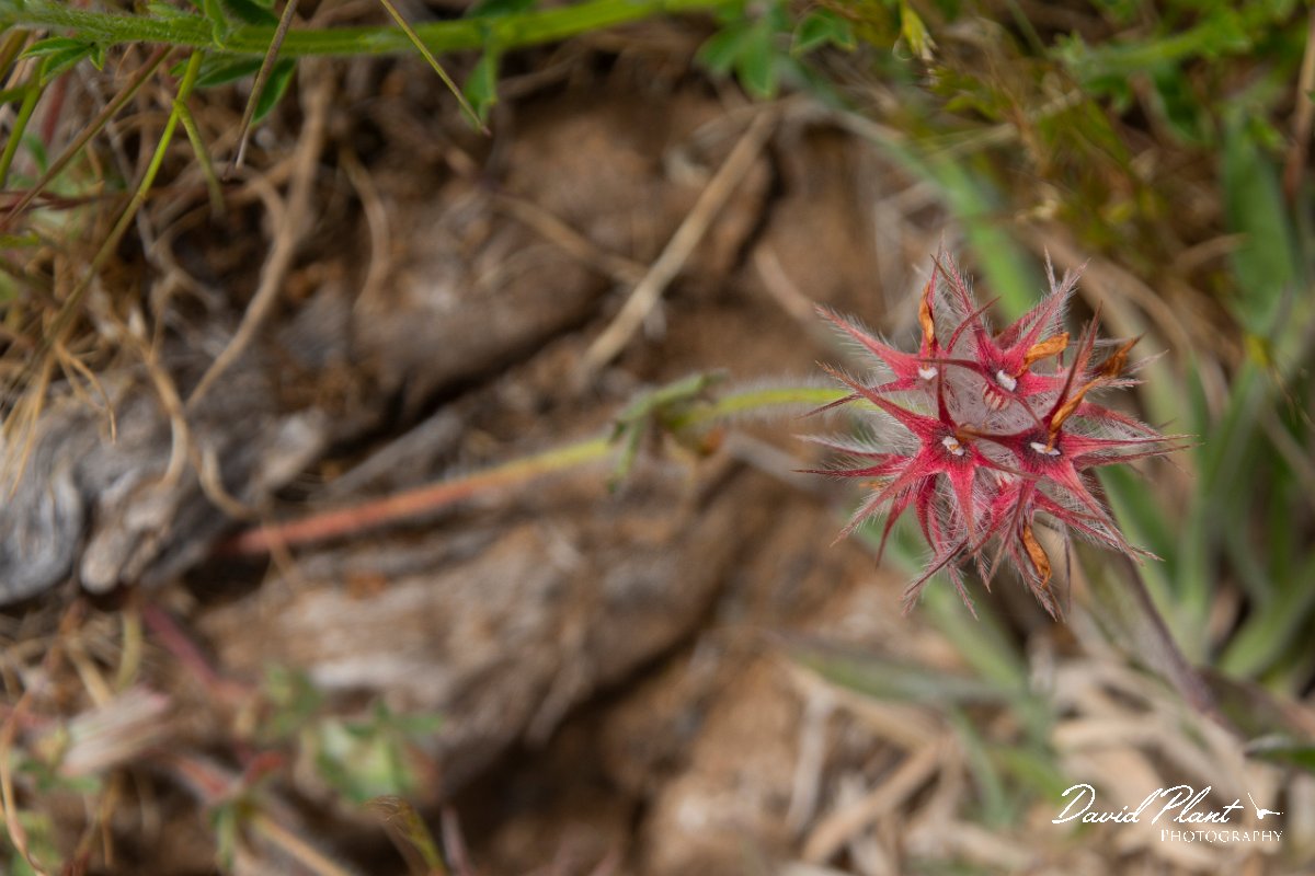 DPPhotography - Maderia - Trifolium stellatum - A.jpg - Trifolium stellatum - Pico do Ariero, Madeira