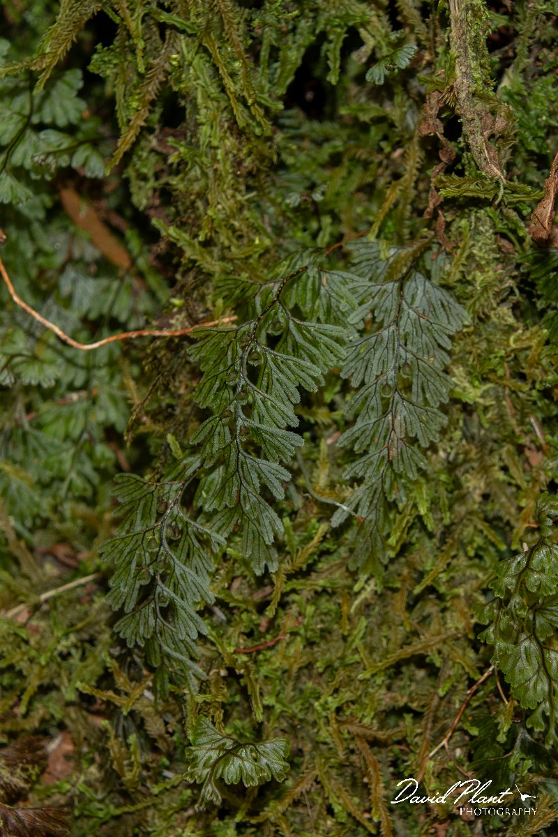 DPPhotography - Maderia - Tunbridge filmy-fern, Hymenophyllum tunbridgense - A.jpg - Tunbridge filmy-fern, Hymenophyllum tunbrigense - Encumeada mast, Madeira
