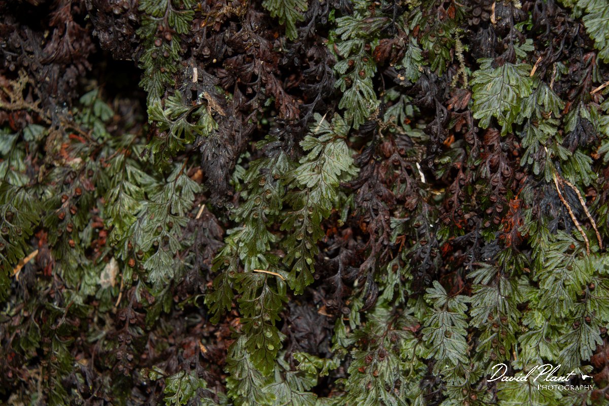DPPhotography - Maderia - Tunbridge filmy-fern, Hymenophyllum tunbridgense - B.jpg - Tunbridge filmy-fern, Hymenophyllum tunbrigense - Encumeada mast, Madeira