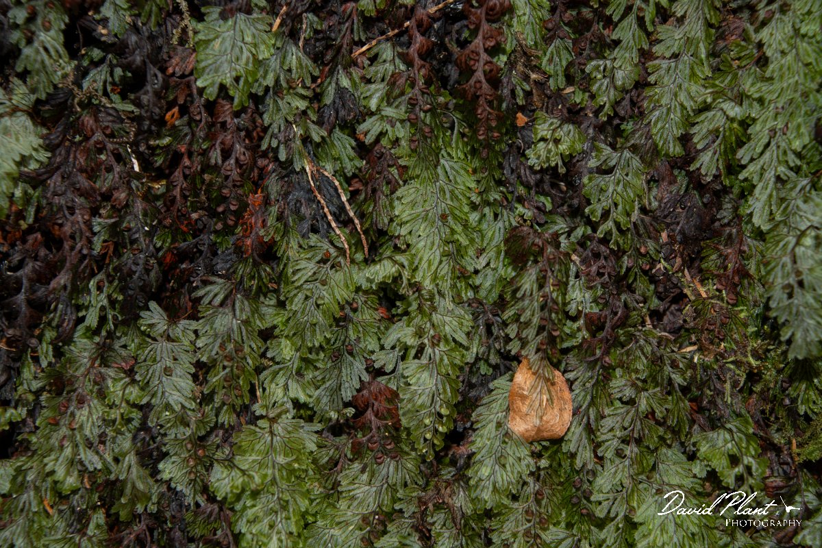 DPPhotography - Maderia - Tunbridge filmy-fern, Hymenophyllum tunbridgense - C.jpg - Tunbridge filmy-fern, Hymenophyllum tunbrigense - Encumeada mast, Madeira