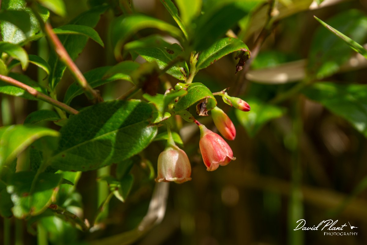 DPPhotography - Maderia - Vaccinium padifolium - A.jpg - Vaccinium padifolium - Encumeada mast, Madeira