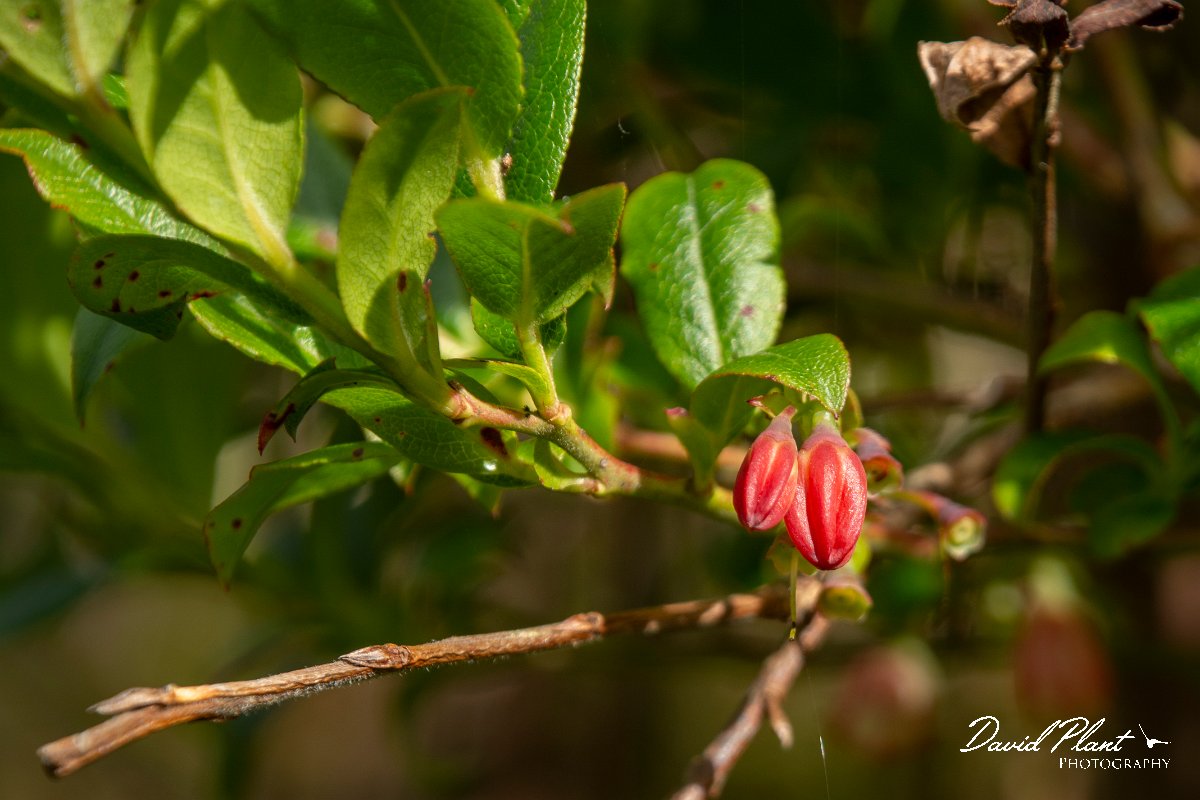 DPPhotography - Maderia - Vaccinium padifolium - B.jpg - Vaccinium padifolium - Encumeada mast, Madeira