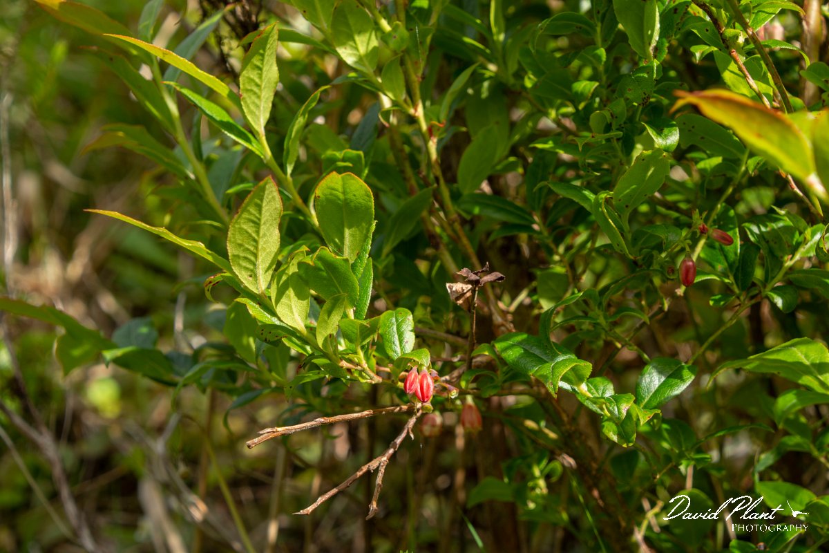 DPPhotography - Maderia - Vaccinium padifolium - C.jpg - Vaccinium padifolium - Encumeada mast, Madeira