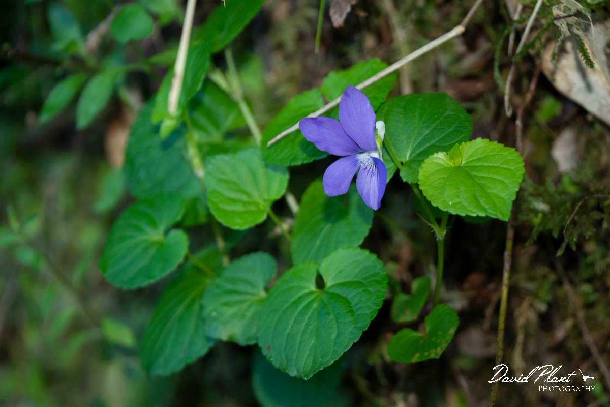 DPPhotography - Maderia - Viola riviniana - A.jpg - Viola riviniana - Levada Furado, Madeira