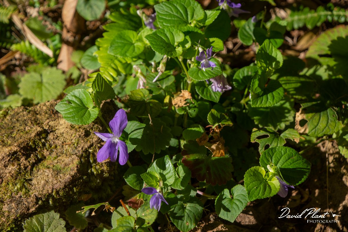DPPhotography - Maderia - Viola riviniana - B.jpg - Viola riviniana - Levada Furado, Madeira