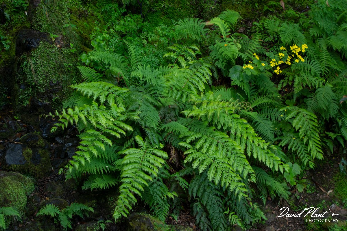 DPPhotography - Maderia - Woodwardia radicans - A.jpg - Woodwardia radicans - Caldeirao Verde, Madeira
