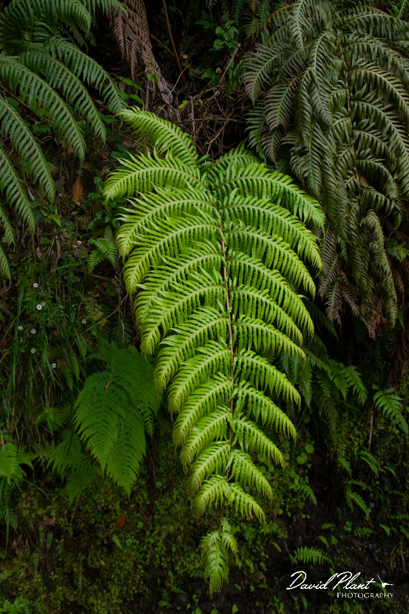 DPPhotography - Maderia - Woodwardia radicans - B.jpg - Woodwardia radicans - Caldeirao Verde, Madeira