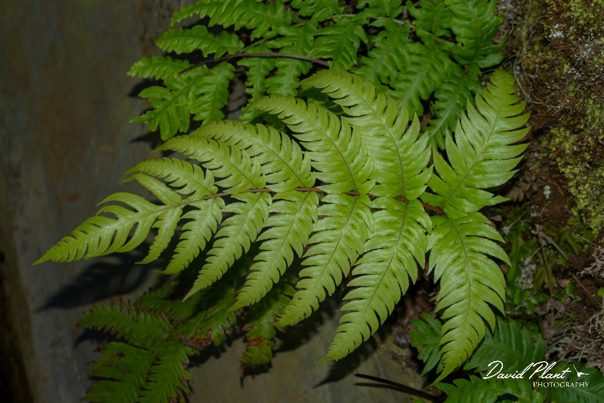 DPPhotography - Maderia - Woodwardia radicans - D.jpg - Woodwardia radicans - Levada Furado, Madeira