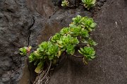DPPhotography - Maderia - Aeonium glutinosum - B