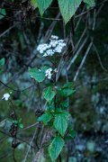 DPPhotography - Maderia - Ageratina adenophora - A