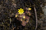 DPPhotography - Maderia - Aichryson villosum - A