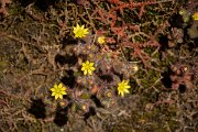 DPPhotography - Maderia - Aichryson villosum - B