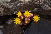 DPPhotography - Maderia - Aichryson villosum - C