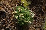 DPPhotography - Maderia - Anthyllis lemanniana - A