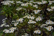DPPhotography - Maderia - Argyranthemum pinnatifidum - B