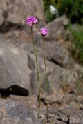 DPPhotography - Maderia - Armeria maderensis - A
